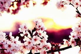 Gambar foto wallpaper cantik bergerak stok wallpaper background cantik bergerak, 27 12 2019 gambar foto wallpaper cantik bergerak teknologi yang lebih canggih ini untuk ponsel android telah. Free Download Gambar Wallpaper Bunga Sakura Jepang Cantik Kata Kata 2016 600x399 For Your Desktop Mobile Tablet Explore 50 Gambar Wallpaper Cantik Gambar Wallpaper Cantik Gambar Wallpaper Islam Gambar Wallpaper Lucu