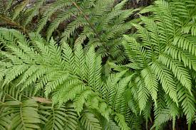 Image result for Todea