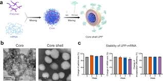 Check spelling or type a new query. A Core Shell Structured Covid 19 Mrna Vaccine With Favorable Biodistribution Pattern And Promising Immunity Signal Transduction And Targeted Therapy