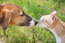 Sos sunshine paws sanctuary is situated in sarajevo, bosnia and herzegovina. Adopt Paws Rescue Uk