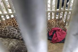 Macan tutul muda yang disebut turun gunung ke pemukiman warga dan menyantap ternak berhasil dibius dan dievakuasi petugas untuk kemudian telah masuk seekor satwa macan tutul yang diperkirakan masuk dan terperangkap dalam kandang unggas pada malam hari sebelumnya, dan. Macan Tutul Lawu Mati Di Taman Jurug Karena Sakit