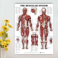 Scientists develop 'google map' of human. Human Anatomy Body Map Silk Poster 13x18 24x32 Inch Merinomartinez Com