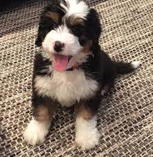 In the end, only you can decide if paying $4000 for a dog is worth it. Bernedoodle Breeder Seattle Washington Alaska California Oregon Nevada Arizona Canada Utah We Ship All Over T Bernedoodle Bernedoodle Puppy Bernadoodle