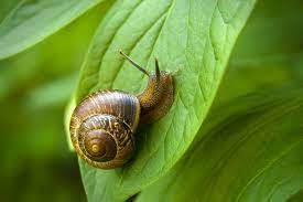 Snail Symbolism Dreams And Messages Spirit Animal Totems