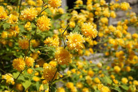The most common yellow potentilla shrubs are the abbortswood and goldstar. Yellow Flowering Shrub Idioticfashion