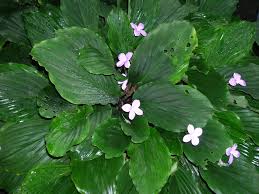 Image result for Kaempferia