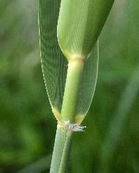 Image result for Phragmites mauritianus