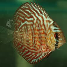 Diet is mainly live feed or it can be frozen feed. Discus Cichlids Freshwater Fish Aquarium Industries