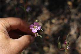 Plant Of The Month Wine Cup Clarkia