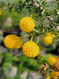 Image result for Acacia lasiopetala