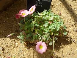 Image result for Oxalidaceae