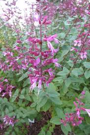 Image result for Syncolostemon