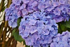 Because of their compact size, this type of hydrangea requires less pruning and maintenance than any other hydrangea. Low Maintenance Shrubs For Landscaping Low Maintenance Shrubs