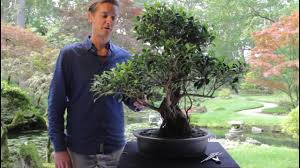 How to scuff sand concrete. Care For The Ficus Bonsai Tree Retusa Ginseng Bonsai Empire