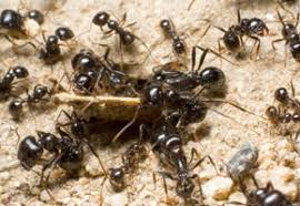Cox termite & pest control of savannah has been a family owned and operated business since 1969. Environmentally Conscious Pest Company Cox Termite Pest Control
