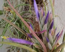 Image result for Acalypha paucifolia