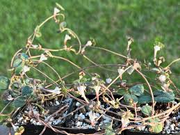 Image result for Ceropegia rendallii