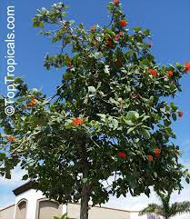 Maybe you would like to learn more about one of these? Cordia Sebestena Geiger Tree Scarlet Cordia Aloe Wood Toptropicals Com