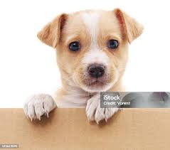 Beagle Puppy Above Banner Stock Photo