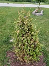 Image result for thuja drying out dead dried symptoms)