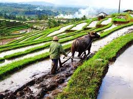 Pemandangan ini terletak di kota yorkhshie dales. Potensi Desa Wisata Indonesia