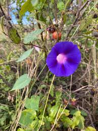 Image result for Ipomoea shirambensis