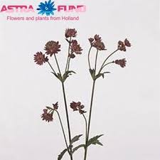 Astrantia abbey road is prized for fresh or dried floral arrangements. Astrantia Major Abbey Road