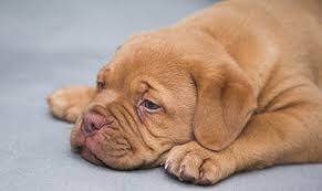 Can a dog overdose on benadryl? Putting A Dog To Sleep With Benadryl Euthanize A Dog With Benadryl