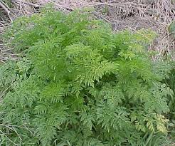 10 People Treated For Eating Poison Hemlock In Wa Food Safety News