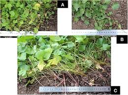 Image result for Centella glabrata
