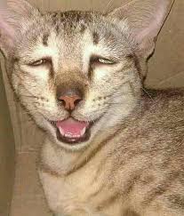 Mengingat kembali grumpy cat, kucing lucu dengan ekspresi wajah yang galak selasa, 16 februari 2021 07:30 reporter : Status Lucu Tatap Muka Kucing Ini 1 Menit V Jangan Ketawa Ikutihalaman Facebook