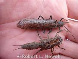 Image result for Macrotyloma stenophyllum