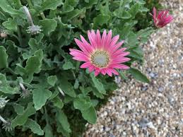 Image result for Arctotis