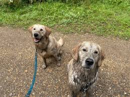 Golden retriever compared to happy hippo as he has the time of his life in  mud bath - The Mirror
