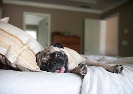 We did not find results for: 13 Cuddliest Dog Breeds Photo Gallery