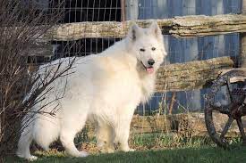 All the rest are $2,350. Andega Shepherds Berger Blanc Suisse White German Shepherds