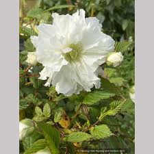 Image result for Rubus rosifolius