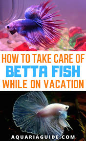 Pin On Betta Fish Food
