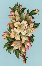 Pin By Kris Paulausky On I Like Decoupage Printables Clip Art Vintage Flower Printable