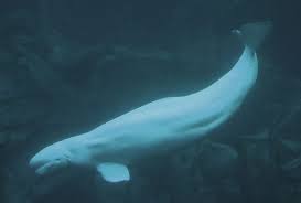 Ликеры beluga hunting berry & herbal. Beluga Whale Wikipedia