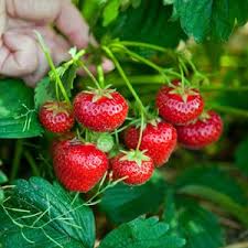 Outdoor Living Ideas The Home Depot Strawberry Plants Growing Strawberries Strawberry