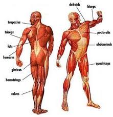 Major Muscles Diagram With Names Human Body Muscles