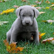 Any kind of contact with you, or other members of the family, including physical contact, talking, shouting, even. Craigslist Lab Puppies For Sale Online Shopping