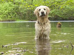 One of the best way to gauge a breed's true intelligence is to ask the. Golden Retriever Hunde Info De