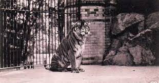 Caspian Tigers Appear To Have More Scruff Around The Neck Than Siberian Tigers Description From Allabouttiger Caspian Tiger Endangered Wildlife Extinct Tigers
