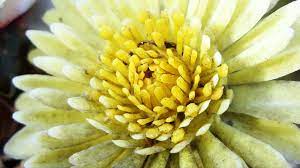 Unknown Flower Fractals Chrysanthemum Fractals Chrysanthemum Flowers