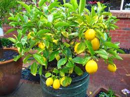 Dig a hole 3 to 4 times wider than the container. Grow Your Favorite Fruit In Pot At Home These Are Top 10 Fruits Top 10 Plants Nurserylive Wikipedia