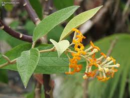 Image result for Buddleja madagascariensis