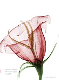 Sistermag Issue 18 Watercolor Tattoo Flower Flower Art Xray Art