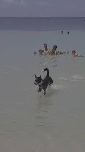 Bird Bouncing Golf Ball On Concrete 10 Reasons Dachshunds Are The Funniest Dogs Video Video Em 2020 Caes Engracados Animais Engracados Animais Fofos Engracados